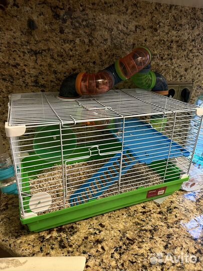 Джунгарские хомячки с клеткой бесплатно