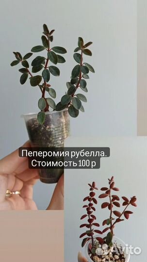 Пеперомия, драцена