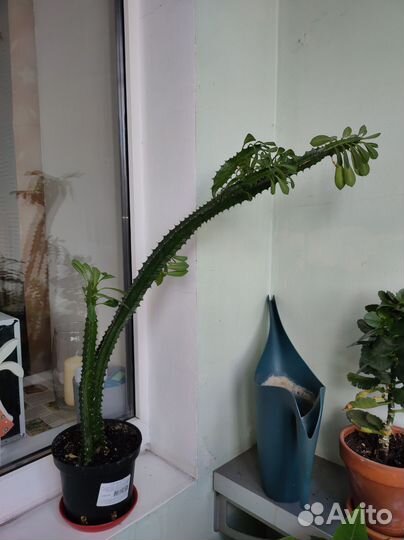 Комнатные цветы молочай