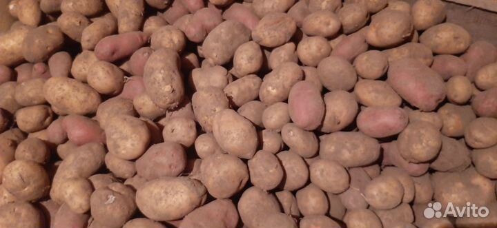 Продам картофель с доставкой