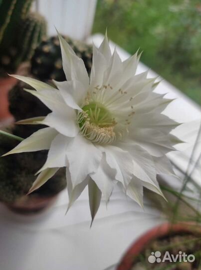 Кактусы эхинопсис