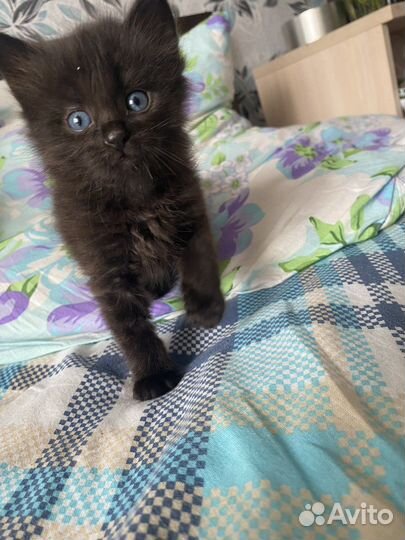 Котенок в добрые руки девочка