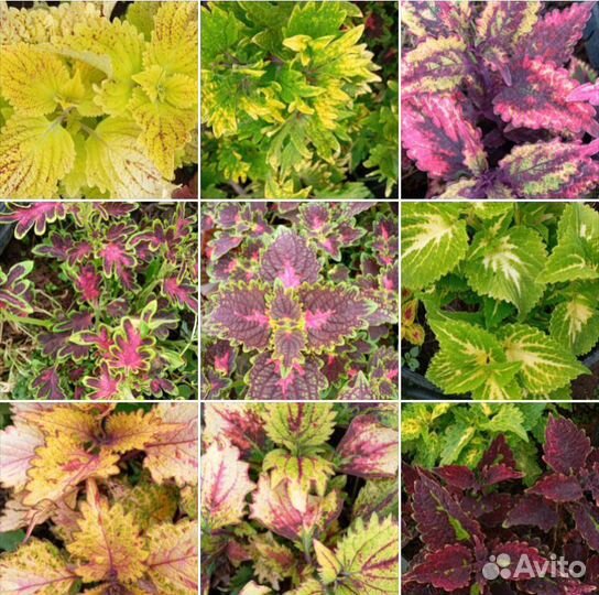 Колеусы вегетативные