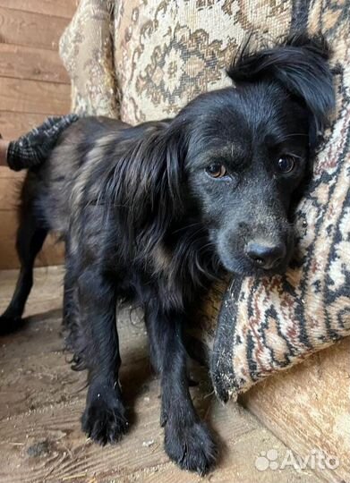 Маленькая трусливая собака пропадает в приюте