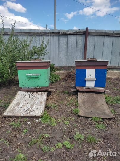 Пчелосемьи Карпатка