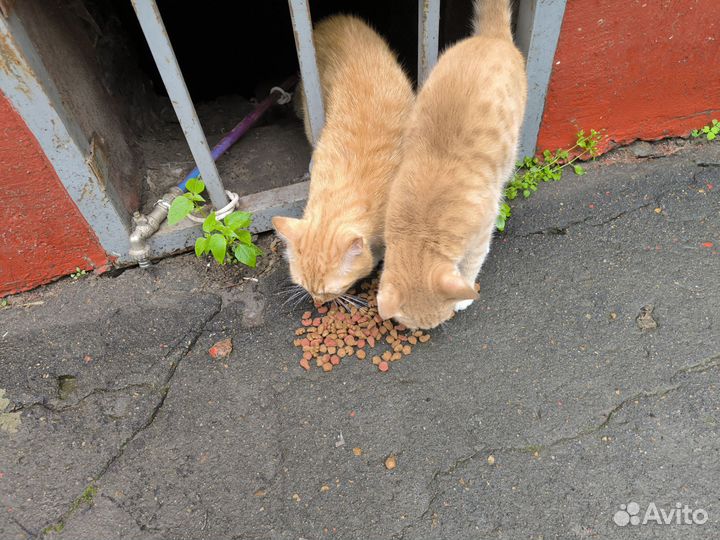 Рыжики пропадают