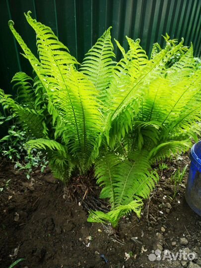 Папоротник