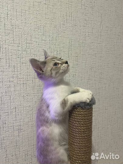 Котенок (мальчик)