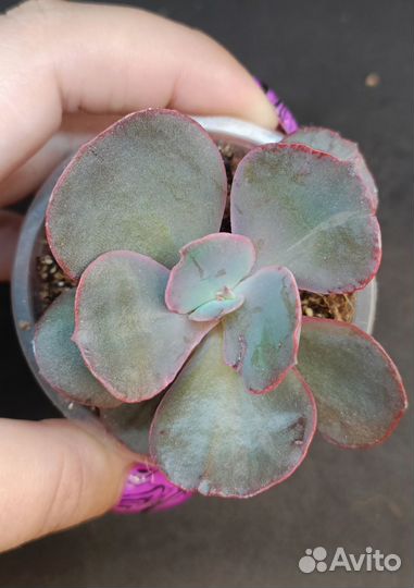 Суккуленты 2