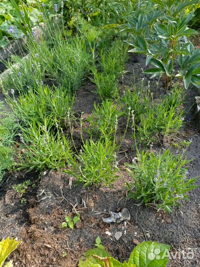 Лаванда саженцы