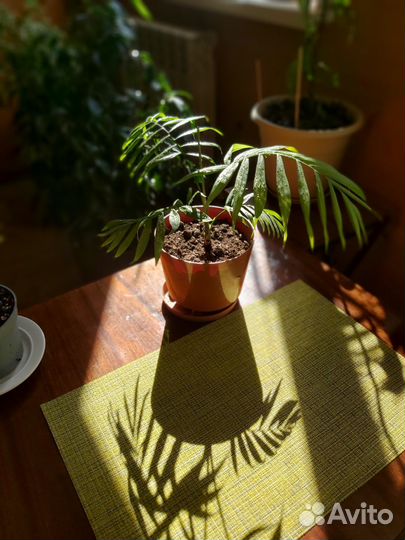 Пальма хамедорея