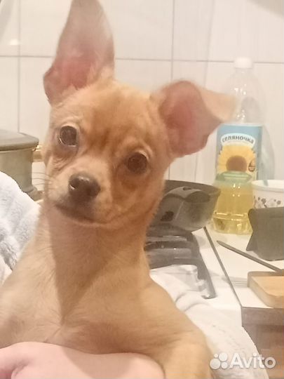 Смесь той-терьера и пинчера