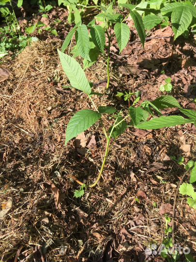 Саженцы маньчжурского ореха