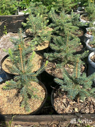 Ель голубая, можжевельники