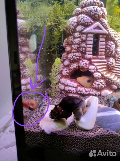 Улитки катушки