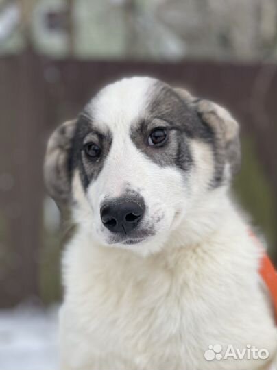 Собака в добрые руки щенок