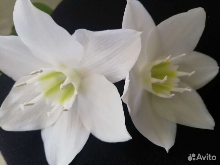 Эухарис амазонская лилия