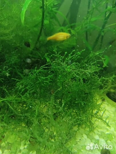 Креветки, роголистик, огненные гуппи