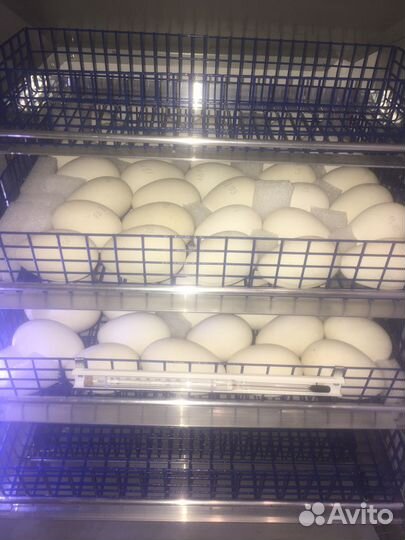 Инкубационное яйцо гусей Линда,гусята