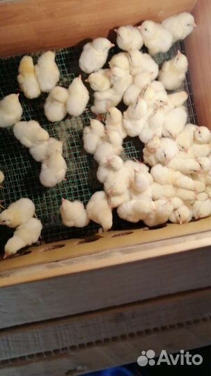 Цыплята бройлерные