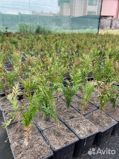 Туя Смарагд