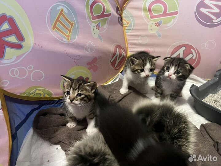 Котята в добрые руки мальчики 1 месяц
