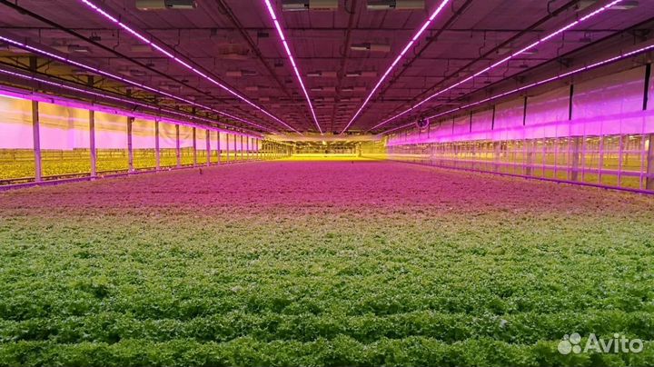 Освещение для теплиц