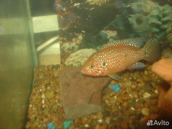 Аквариумные рыбки