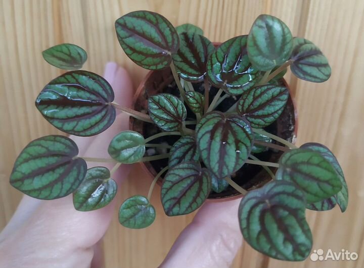 Пеперомия Вертициллата, Пикколо банда