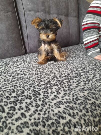 Йоркширский терьер