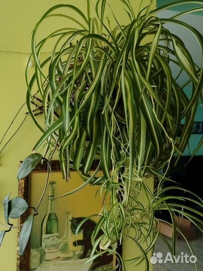 Хлорофитум кучерявый
