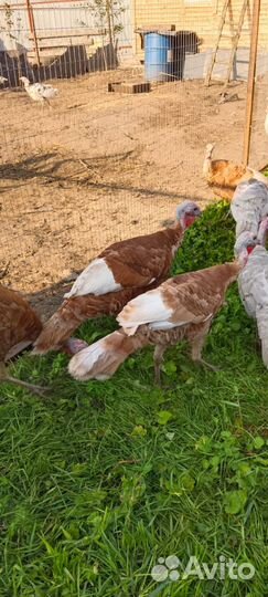 Индюшки Ред Бурбон на племя