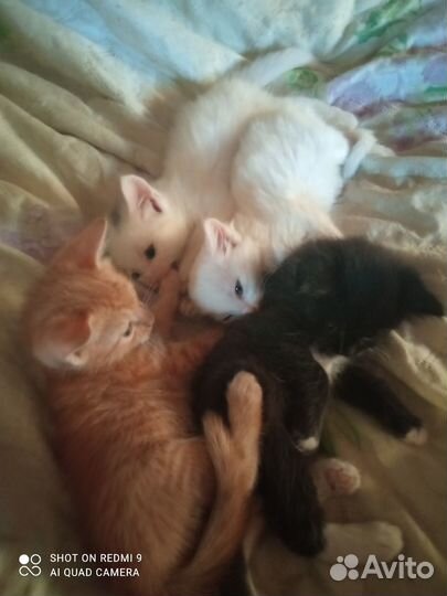 Котята в добрые руки