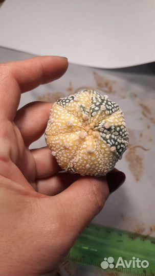 Astrophytum asterias variegata