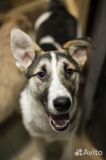 Холли-подросток ищет дом