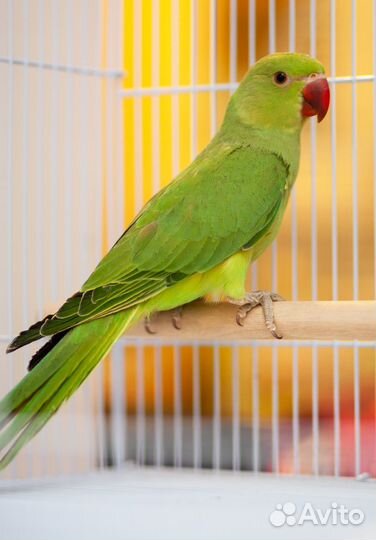 Ожереловый зеленый попугай птенцы
