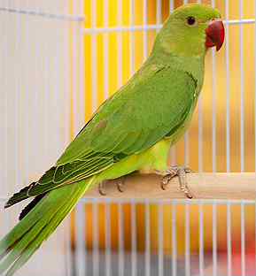 Ожереловый зеленый попугай птенцы