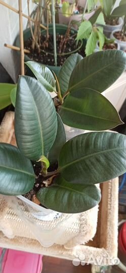 Фикус каучуконосный