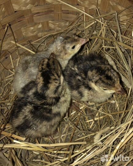 Индюшата утята цыплята суточные Индоутки семья