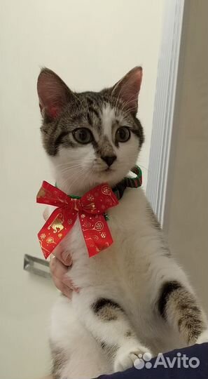 Прекрасный котенок Борис