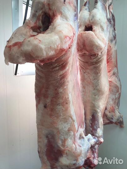 Продам Курдючный баран; Курдюк