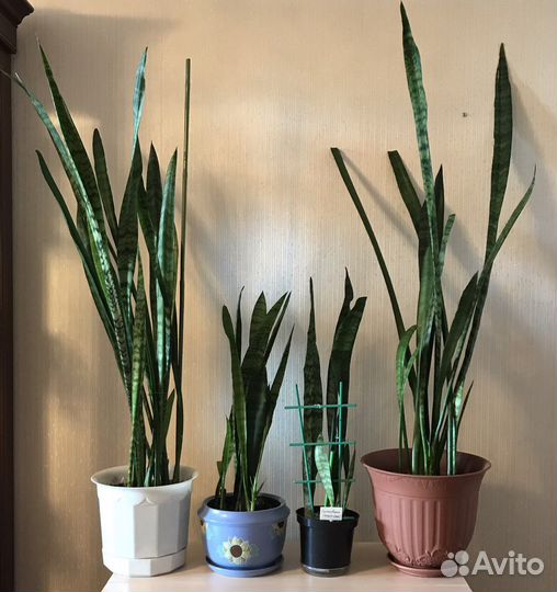 Комнатное растение «Сансевиерия» - Тещин язык