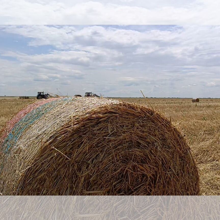 Сено суданки в рулонах