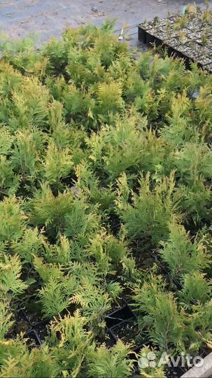 Саженцы хвойных растений