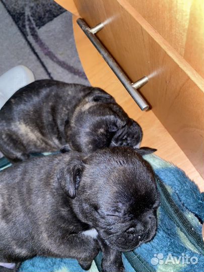 Французский бульдог