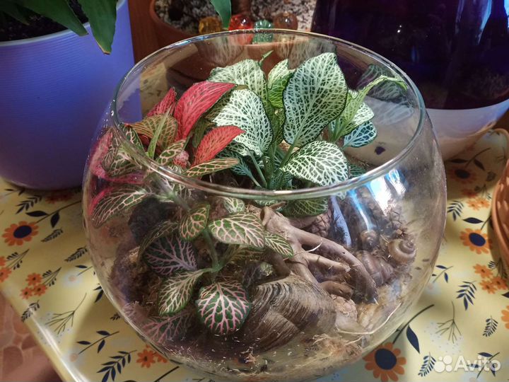 Флорариум с фиттониями