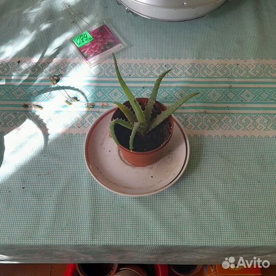 Комнатные цветы