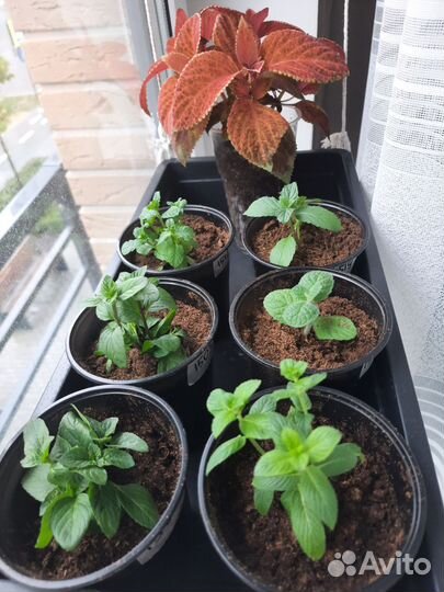 Мята сортовая