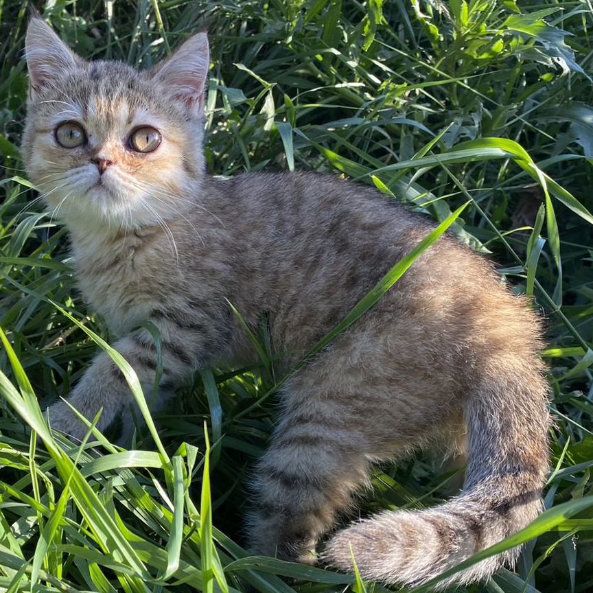 Шотландская золотая шиншилла