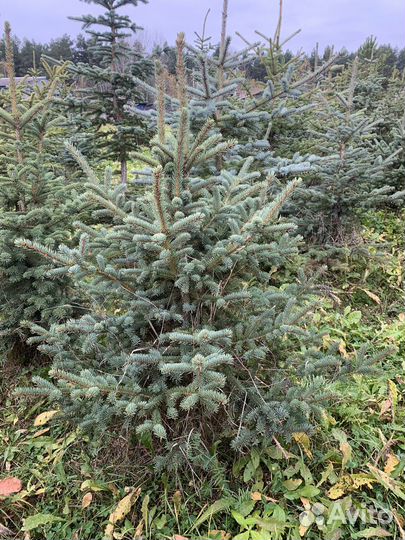 Голубая елка